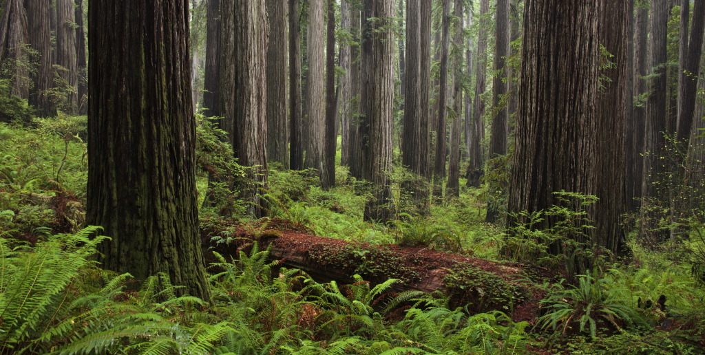 Redwood forest
