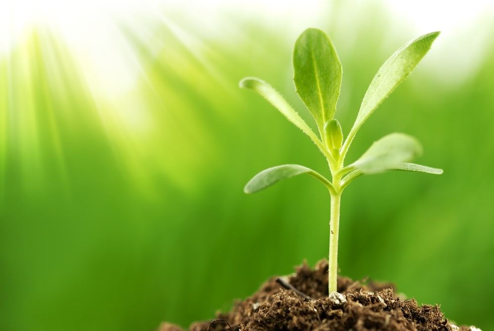 A green shoot standing in a sunbeam