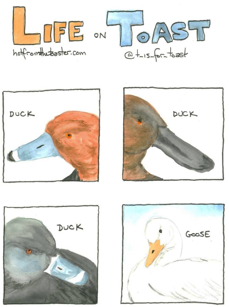 A 4-panel comic from Life On Toast by Diane T Sands depicting 3 ducks and 1 goose