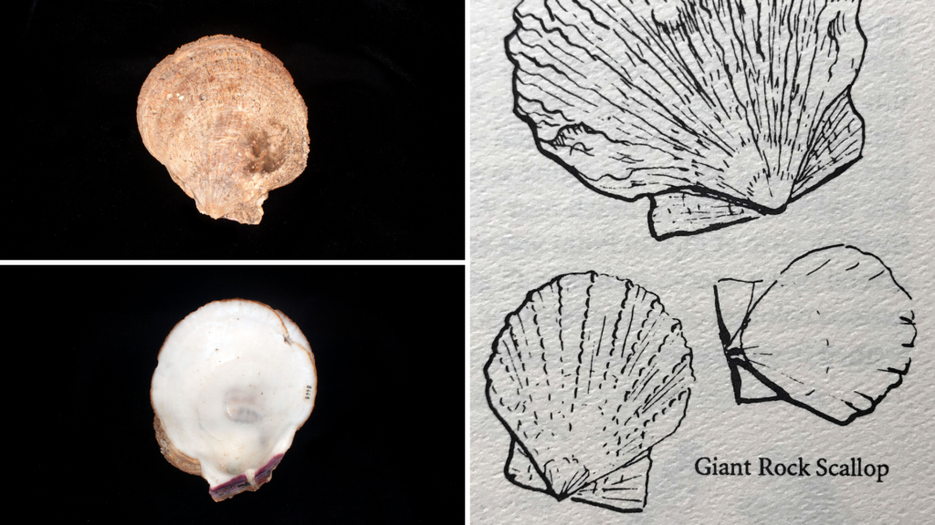 Giant rock scallop specimens and illustration