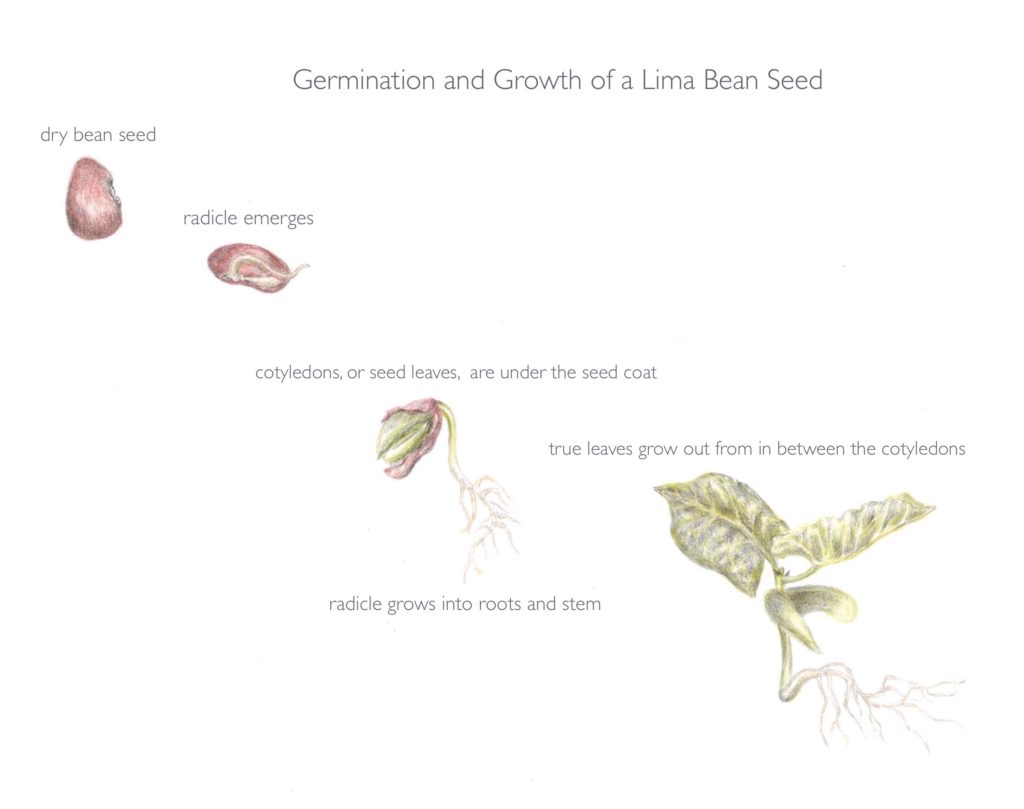 An illustration of the germination and growth of a lima bean seed