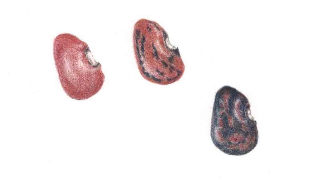 A sample of Pala hatiko, a kind of lima bean
