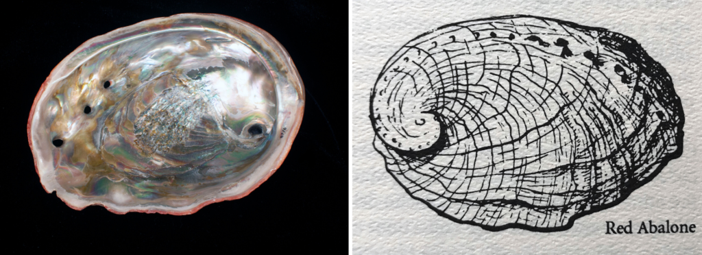 red abalone specimen and illustration