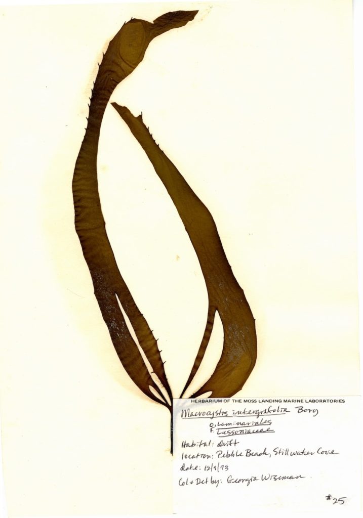 Sample of Macrocystis integrifolia