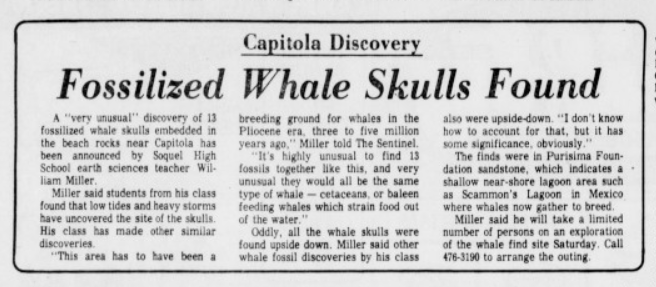 Newspaper article with headline Fossilized Whale Skulls Found