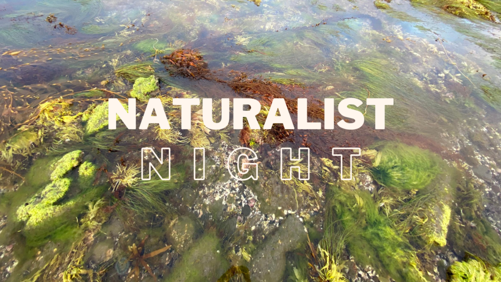 Naturalist Night: Intertidal ZOne