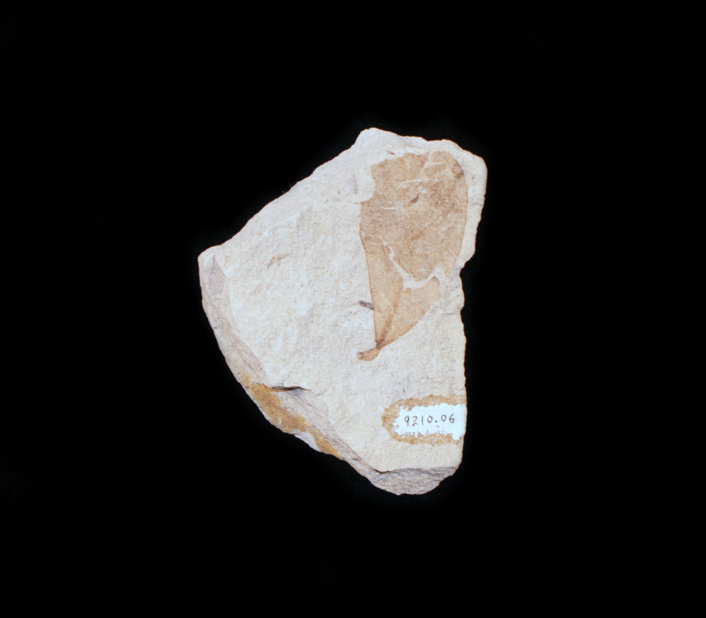 Photo of fossil leaf from the Miocene era.