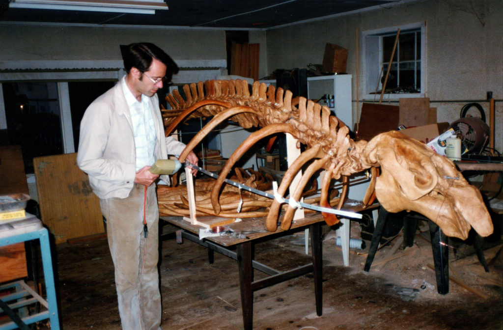 Frank Perry works on a cast of a fossil sea cow skeleton.