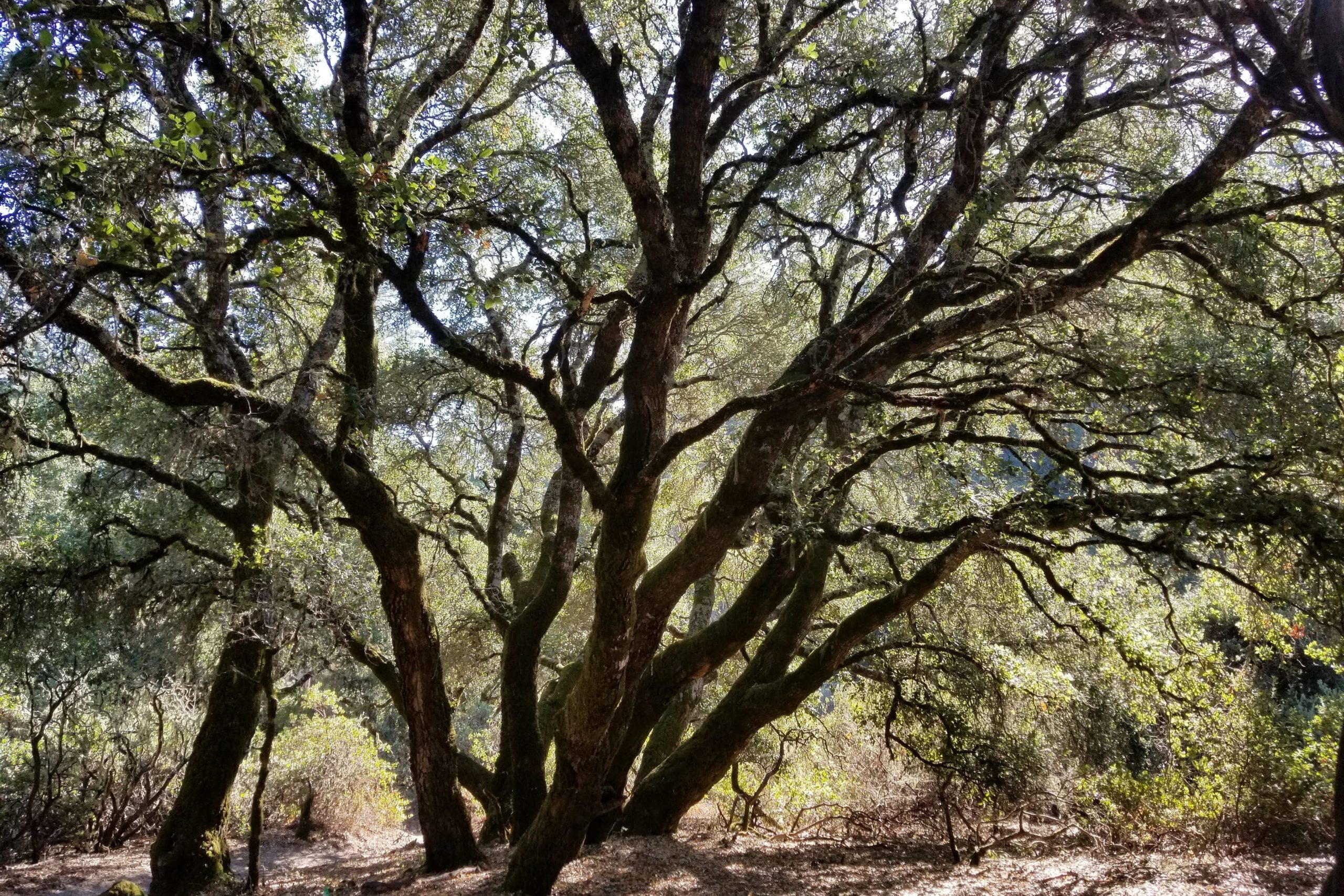 Coast live oak, Quercus agrifolia, an important source of acorns