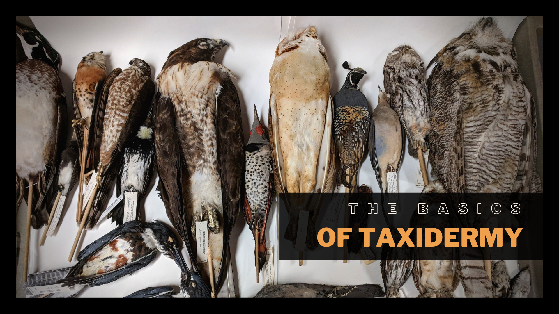 The Basics of Taxidermy