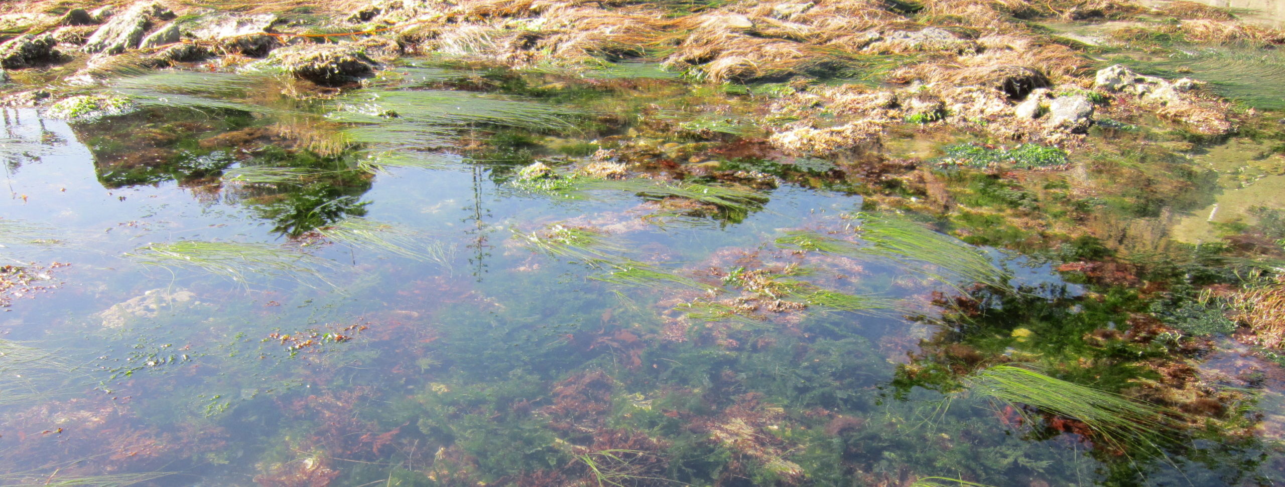 Tidepool