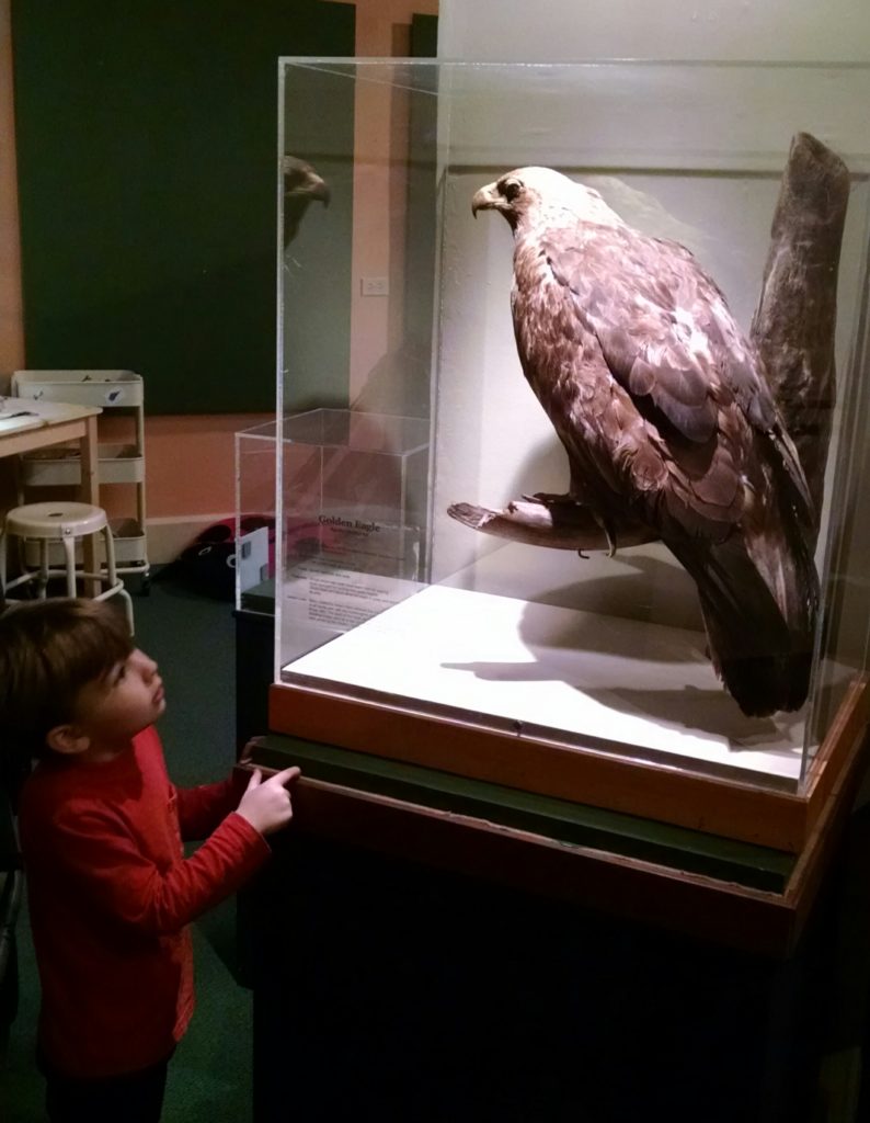 Boy pointing at golden eagle specimen