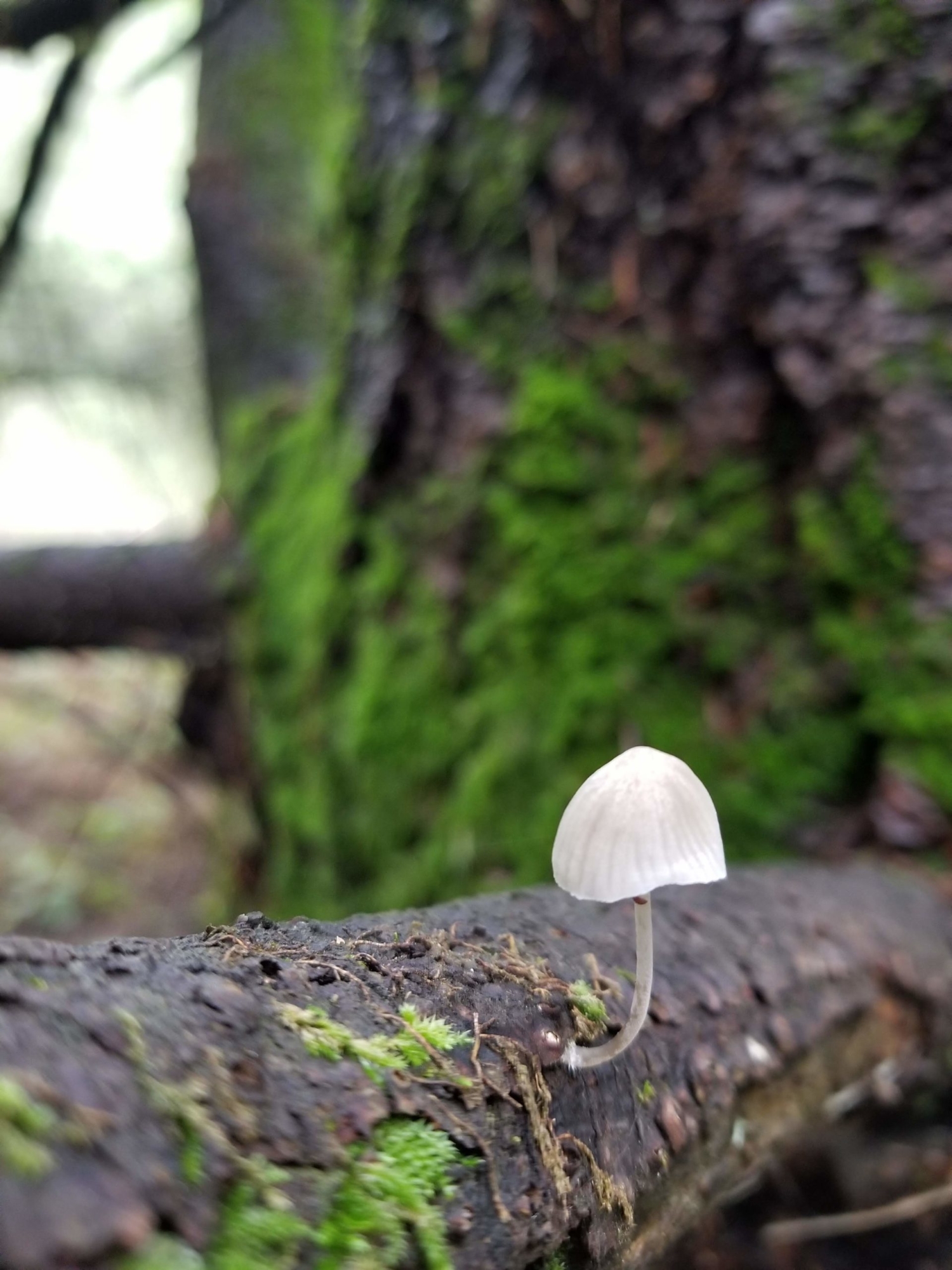 A while mushroom bends off of a fallen log, with a mossy trunk in the background.