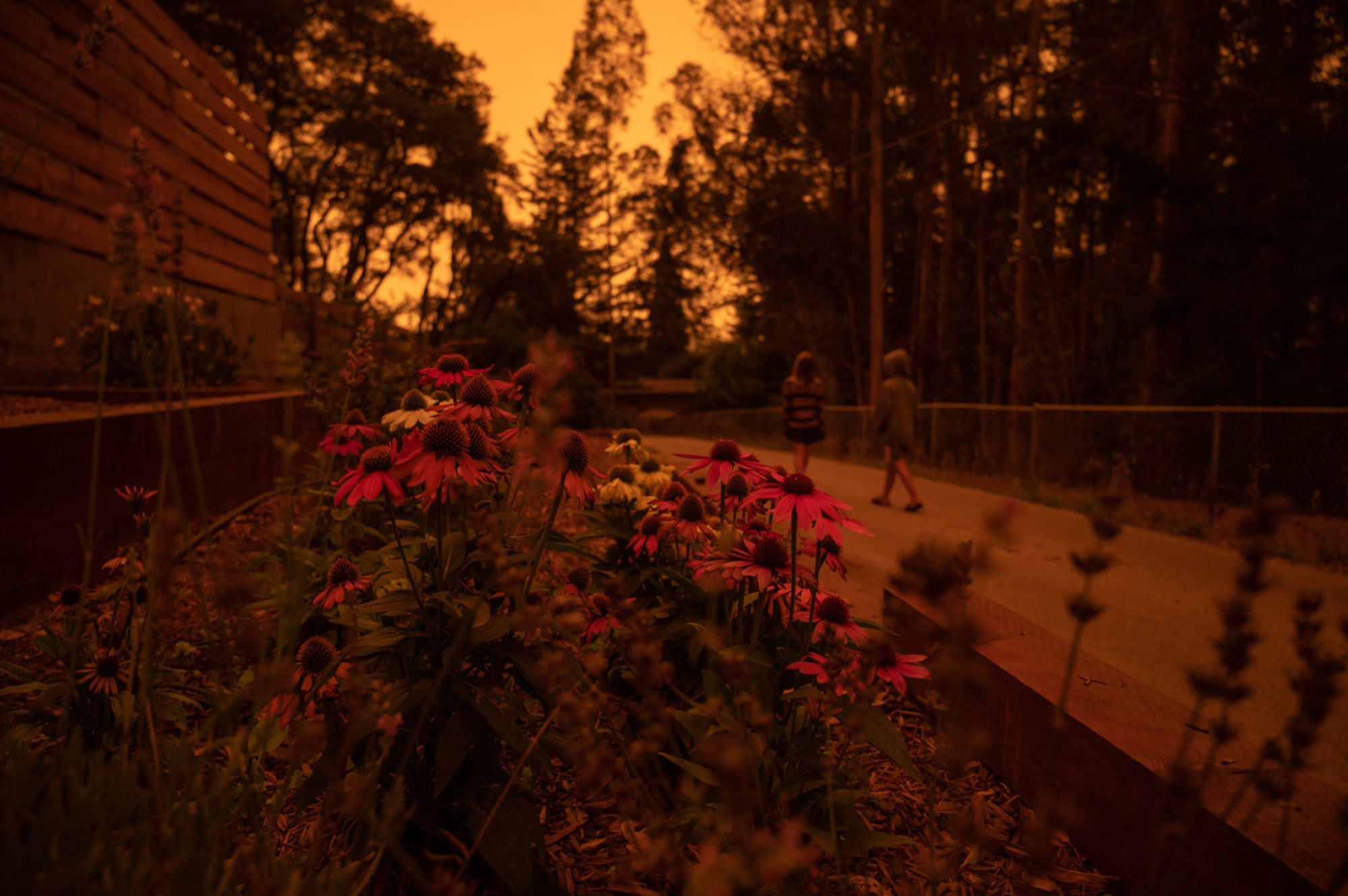 A dark orange glow covers a patch of asters with two children walk along a path in the background.