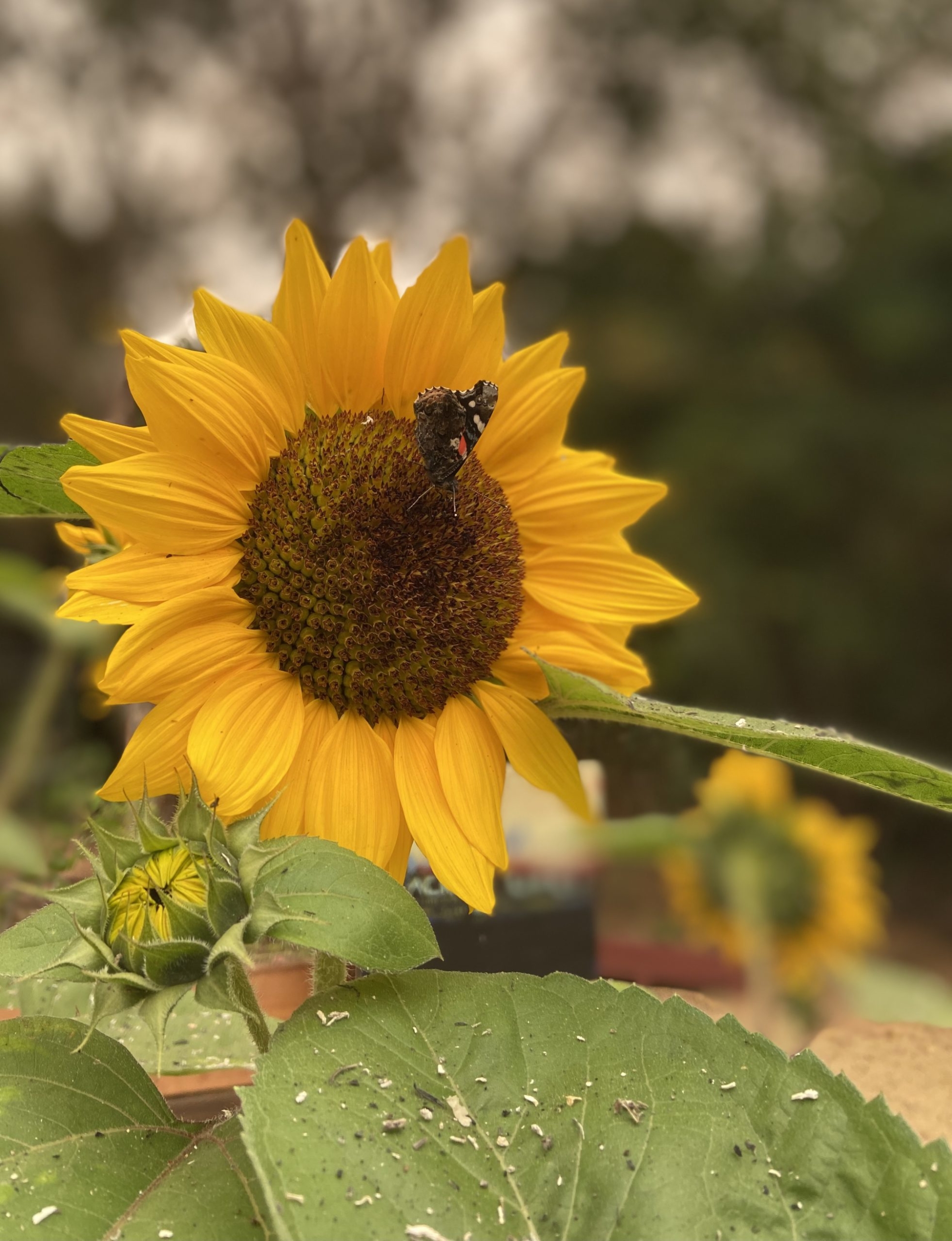 A moth in a sunflower surrounded by dew.