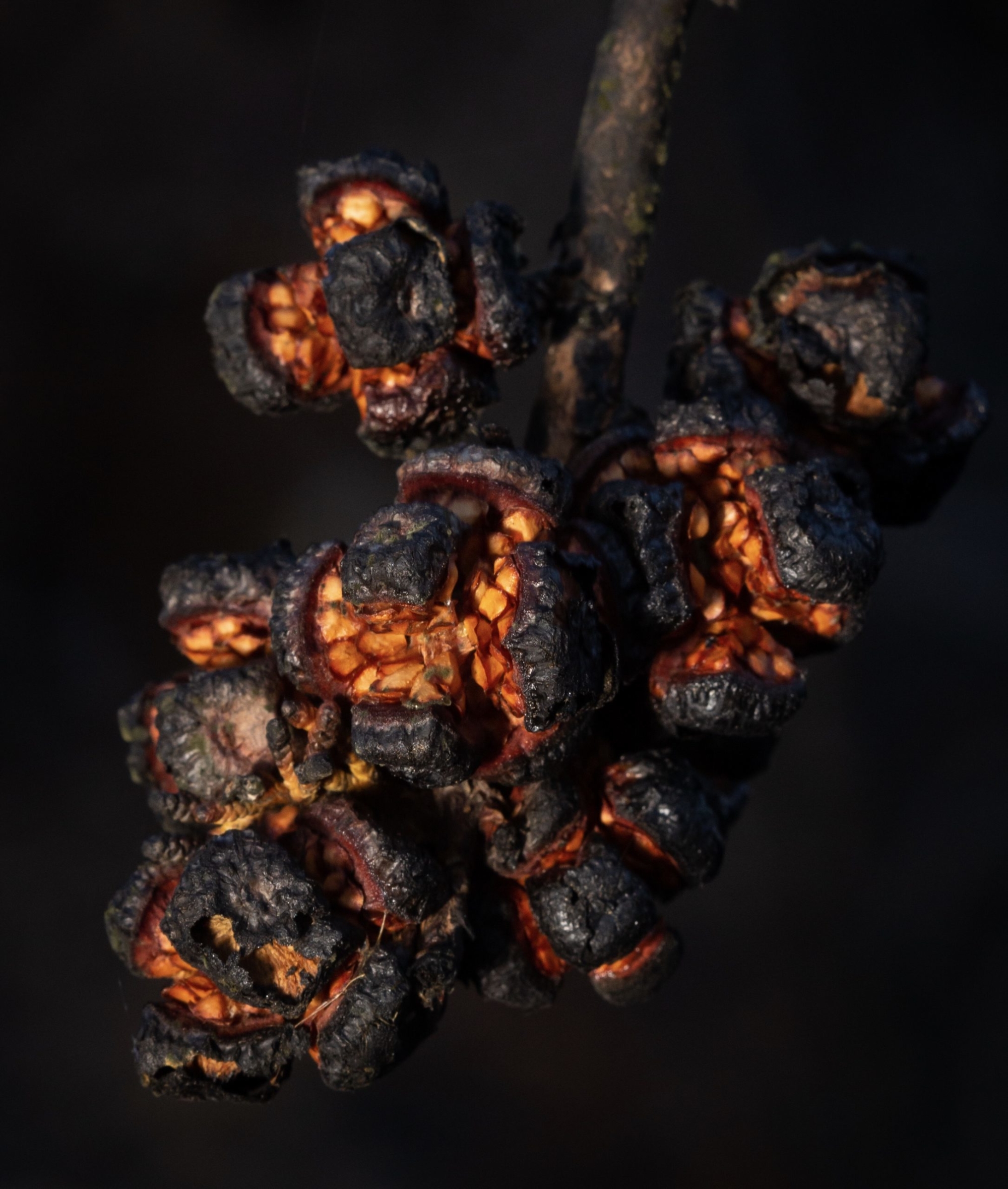 A bundle of blackened cypress cones on the end of the twig have all opened to reveal orange seeds inside.