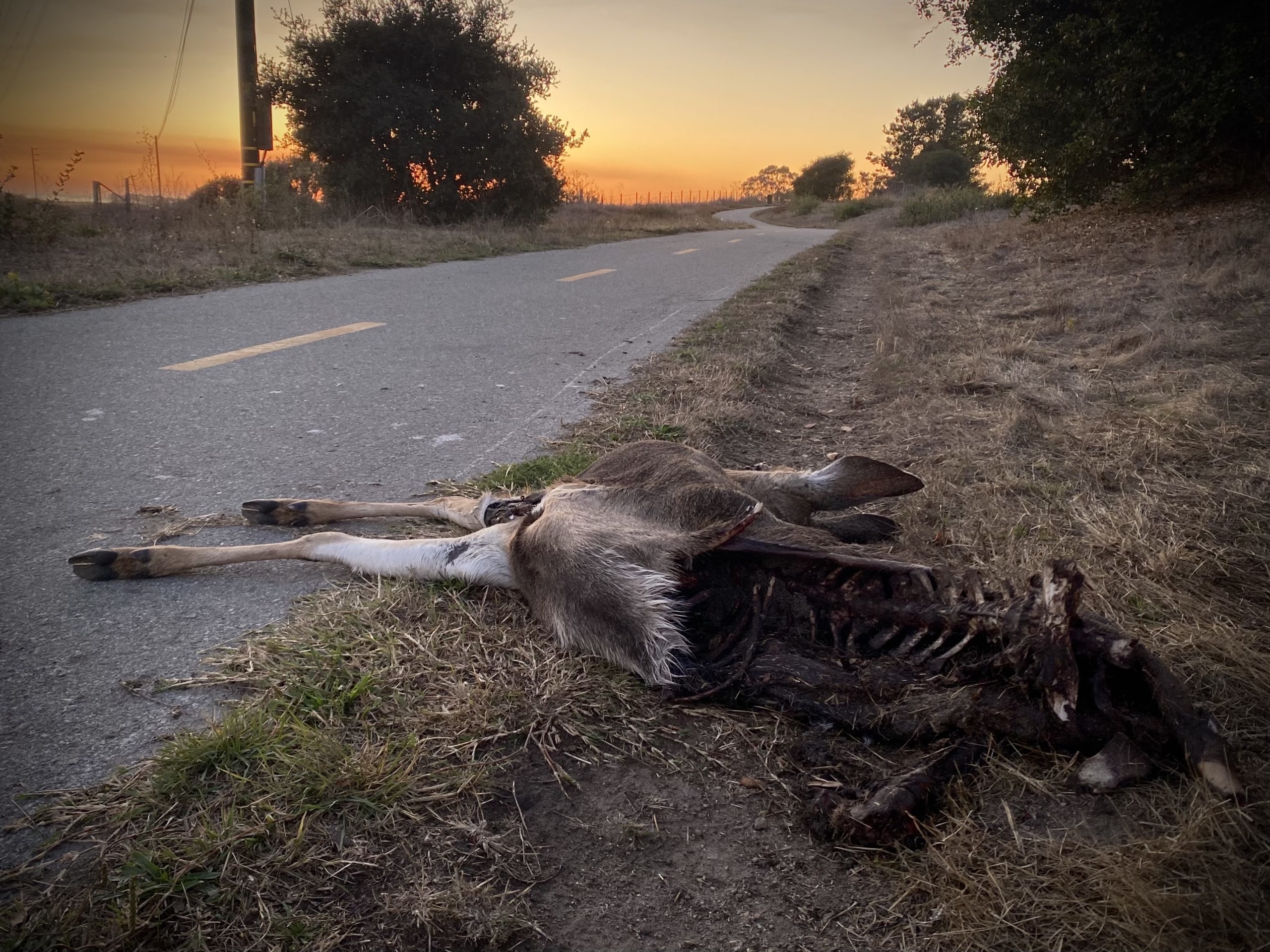 Half of a deer carcass is strewn across an asphalt path, while the other half is visibly picked apart with bones visible.