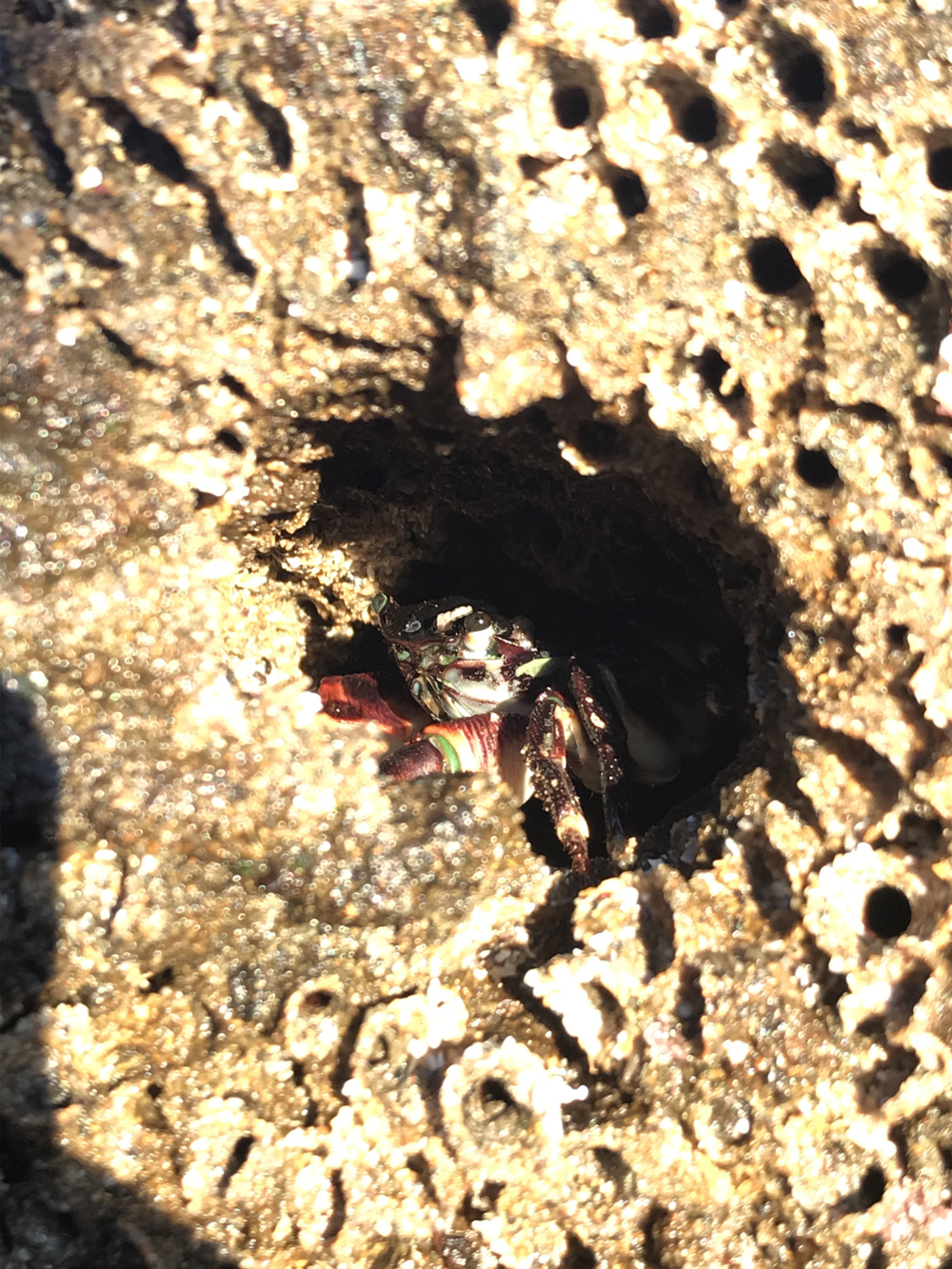 A crab on a rock.