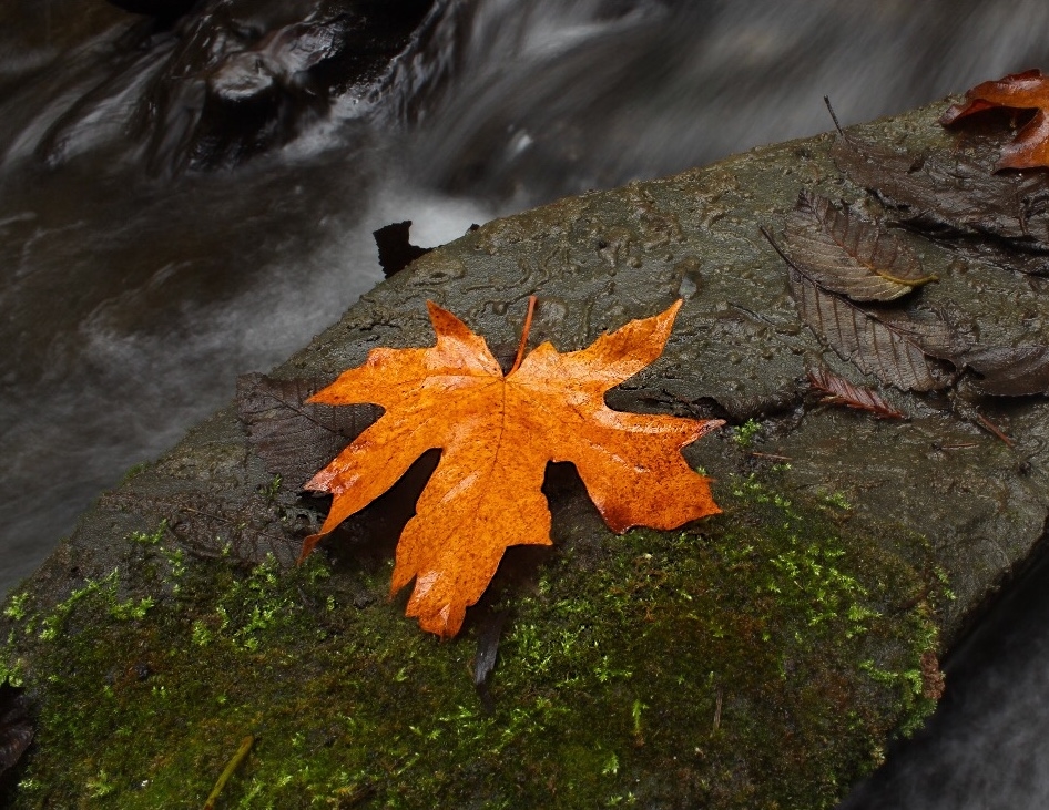 A bright orange maple leaf on a mossy rock with soft flowing water behind.
