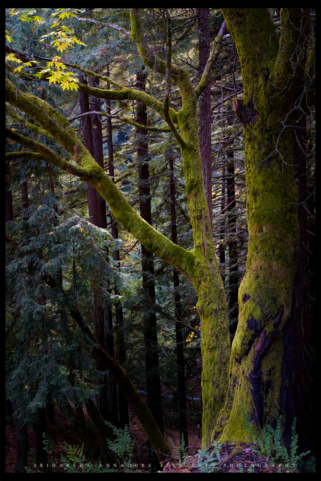 A moss covered tree in the forest