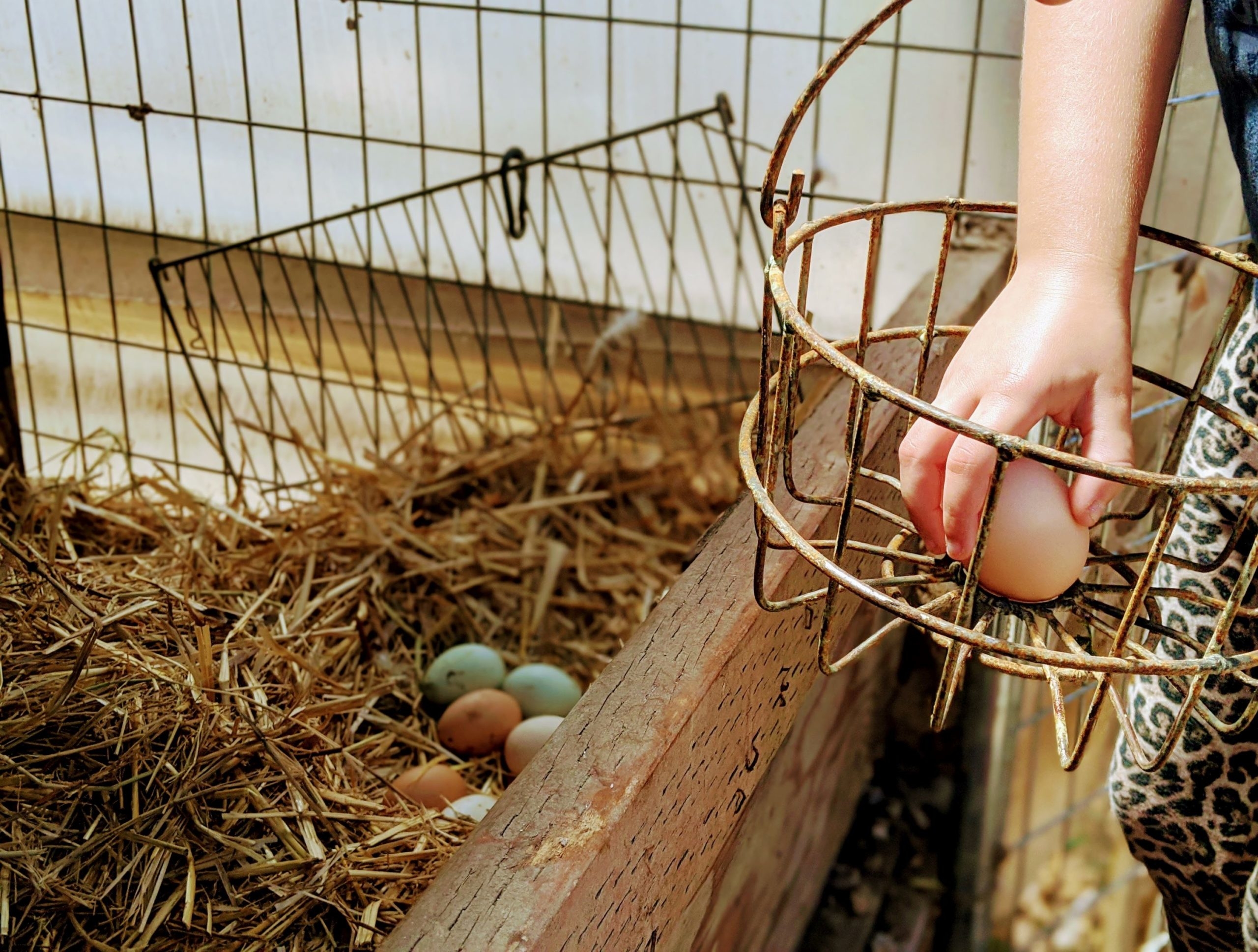 A child's hand places an orange egg into a rusted metal basket, picked from a hay-lined coup.