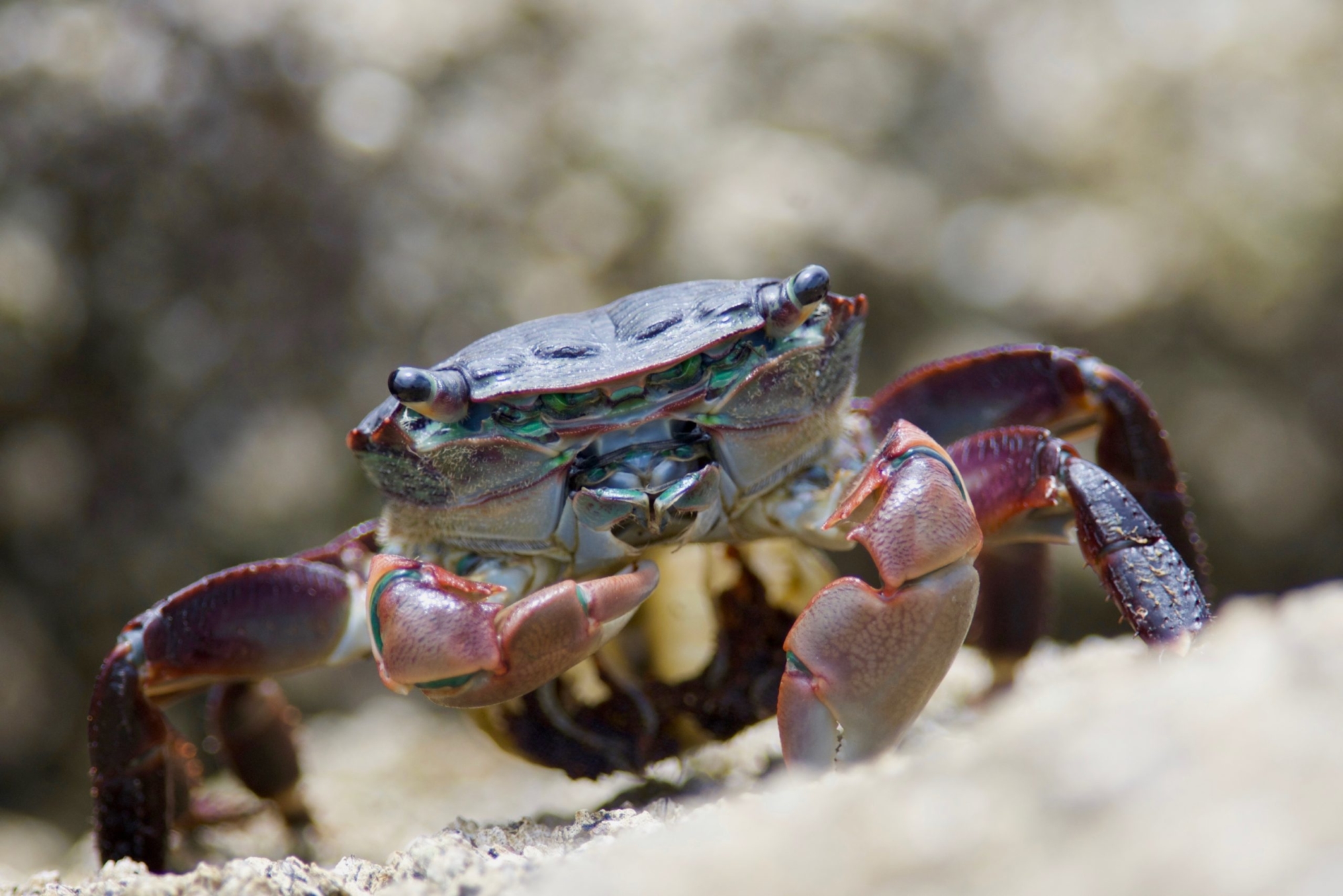 A close-up shot of a crab head-on.