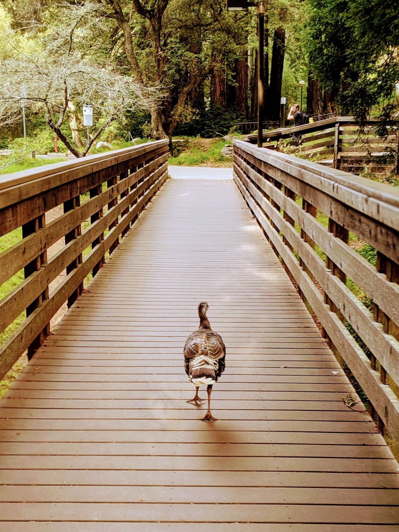 A female turkey walks away along a bridge.