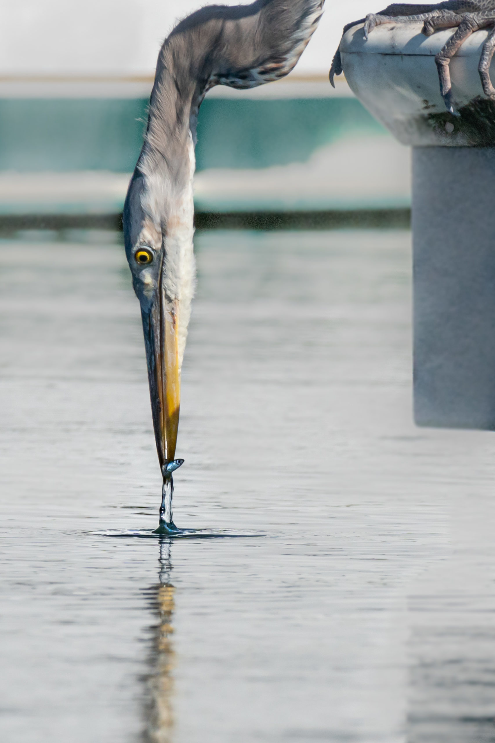 A heron pulls its long beak from the water, fish in tow.