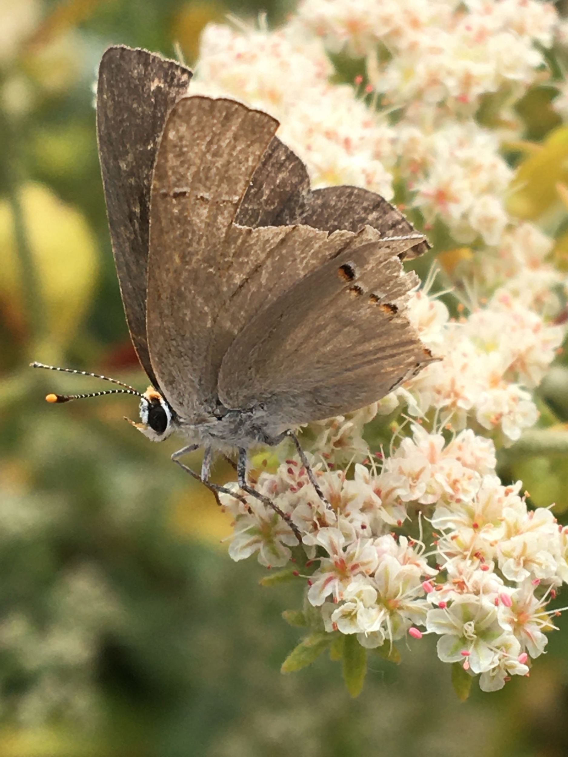 A brown moth on white flowers.