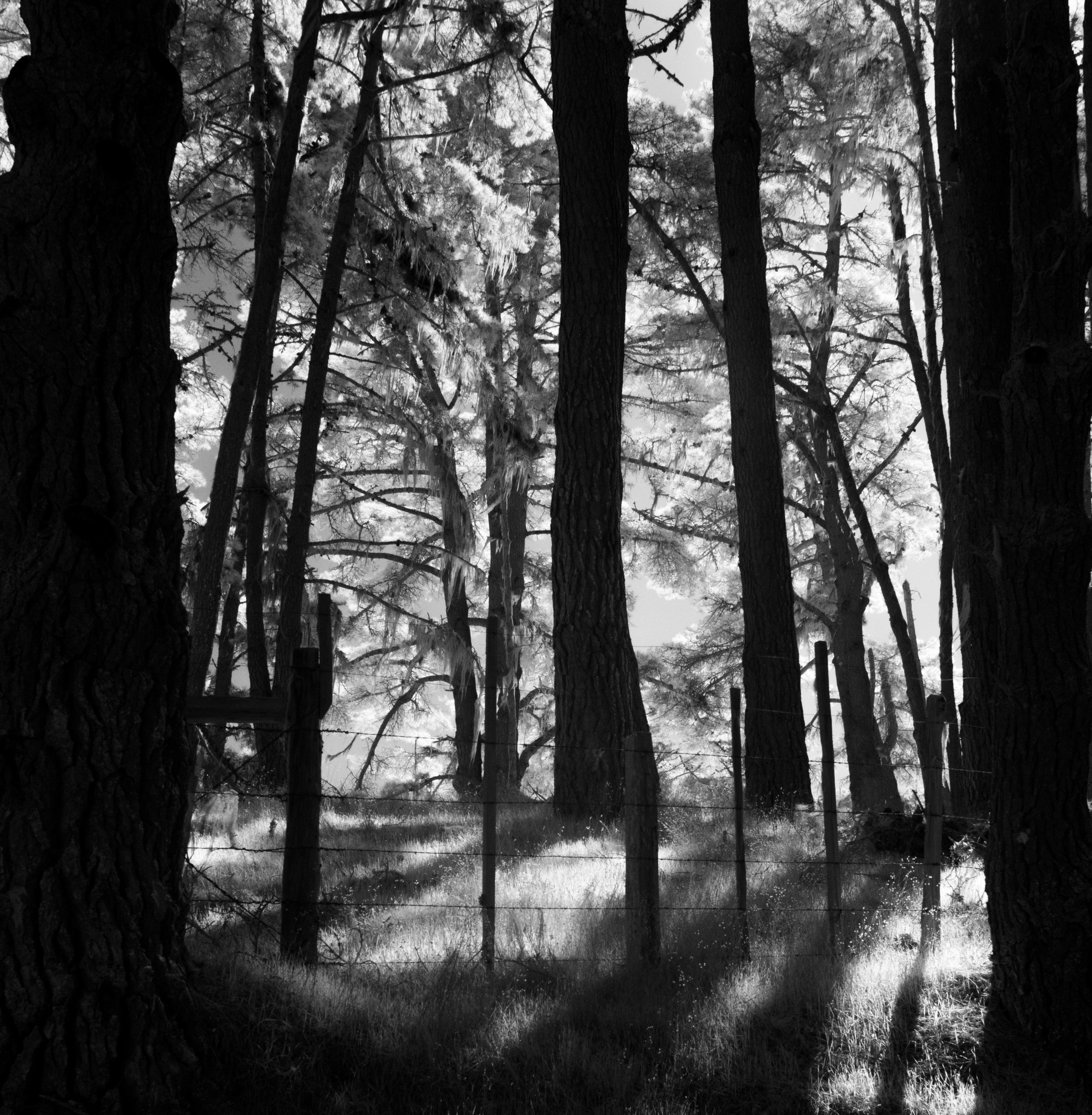 A black and white image of soft light shining through the forest.