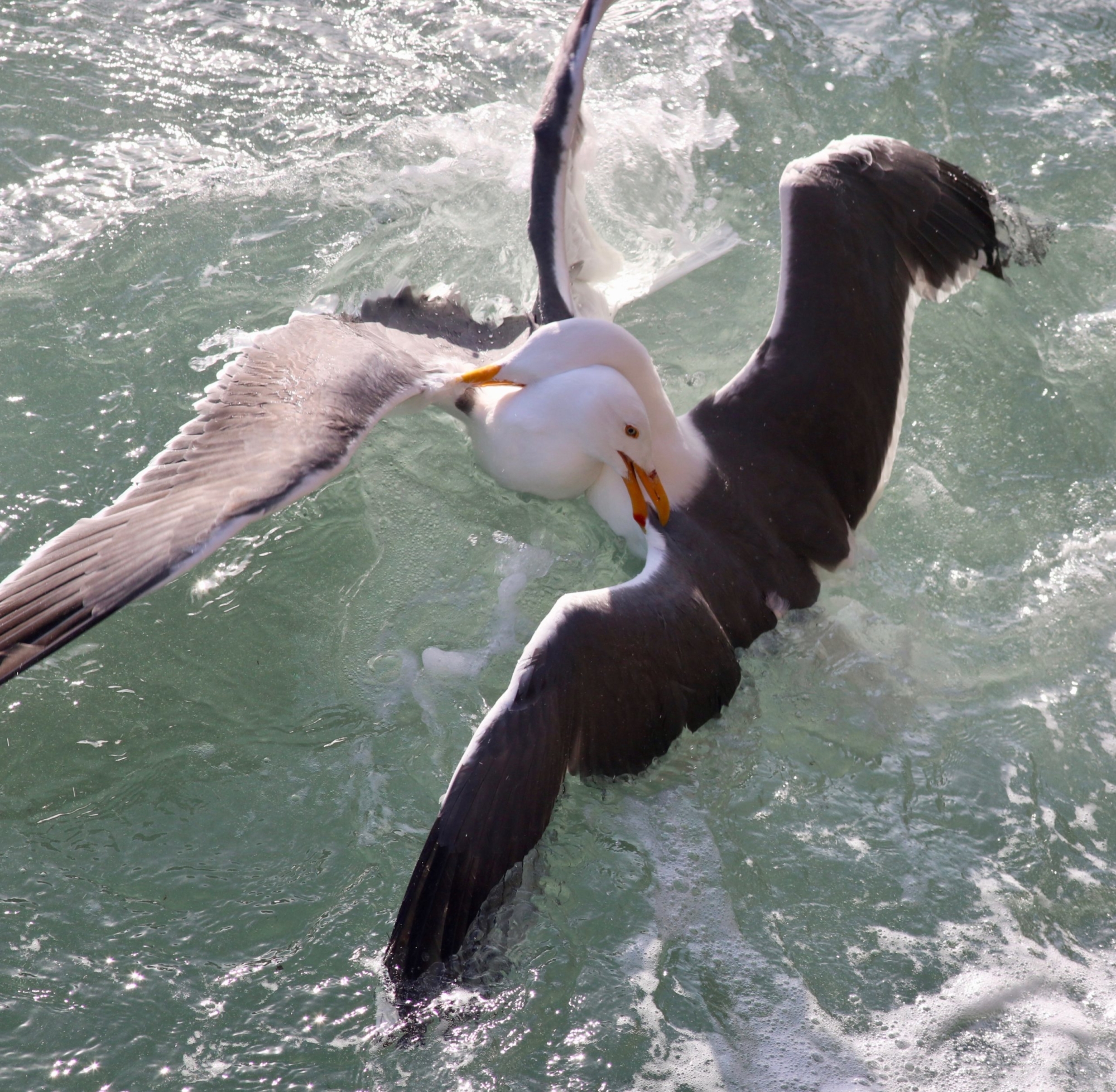 Two gulls face each other, necks locked and wings outstretched, in churning waters.