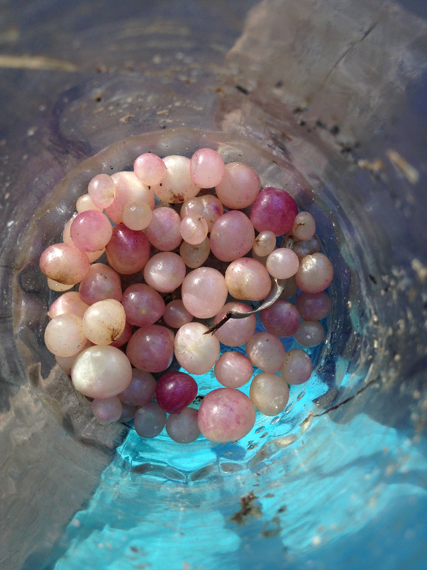 Looking into a jar filled with balls in various shades of pink.