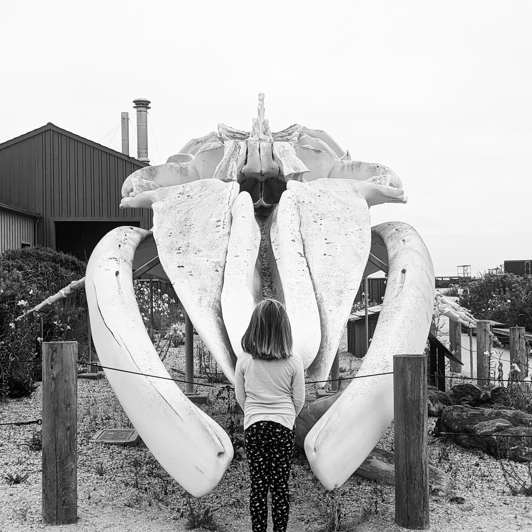 A young girl standing in front a blue whale skeleton on display at the Seymour Center.