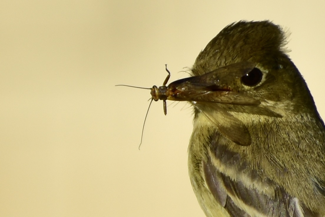 A flycatcher posed with an insect in its beak against a yellow background.