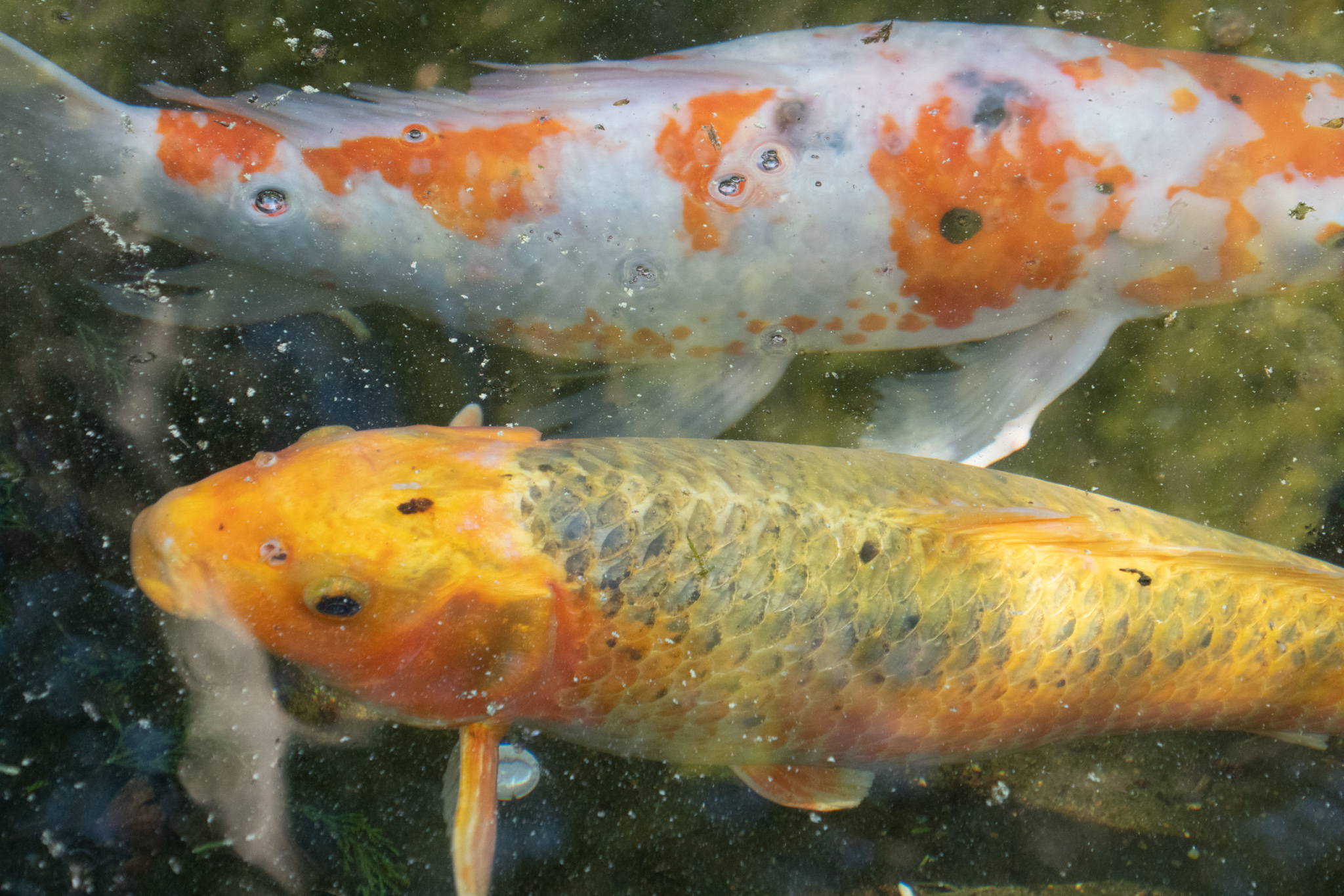 Two koi swim next to each other going in opposite directions, one white with orange patches, the other green with grey.