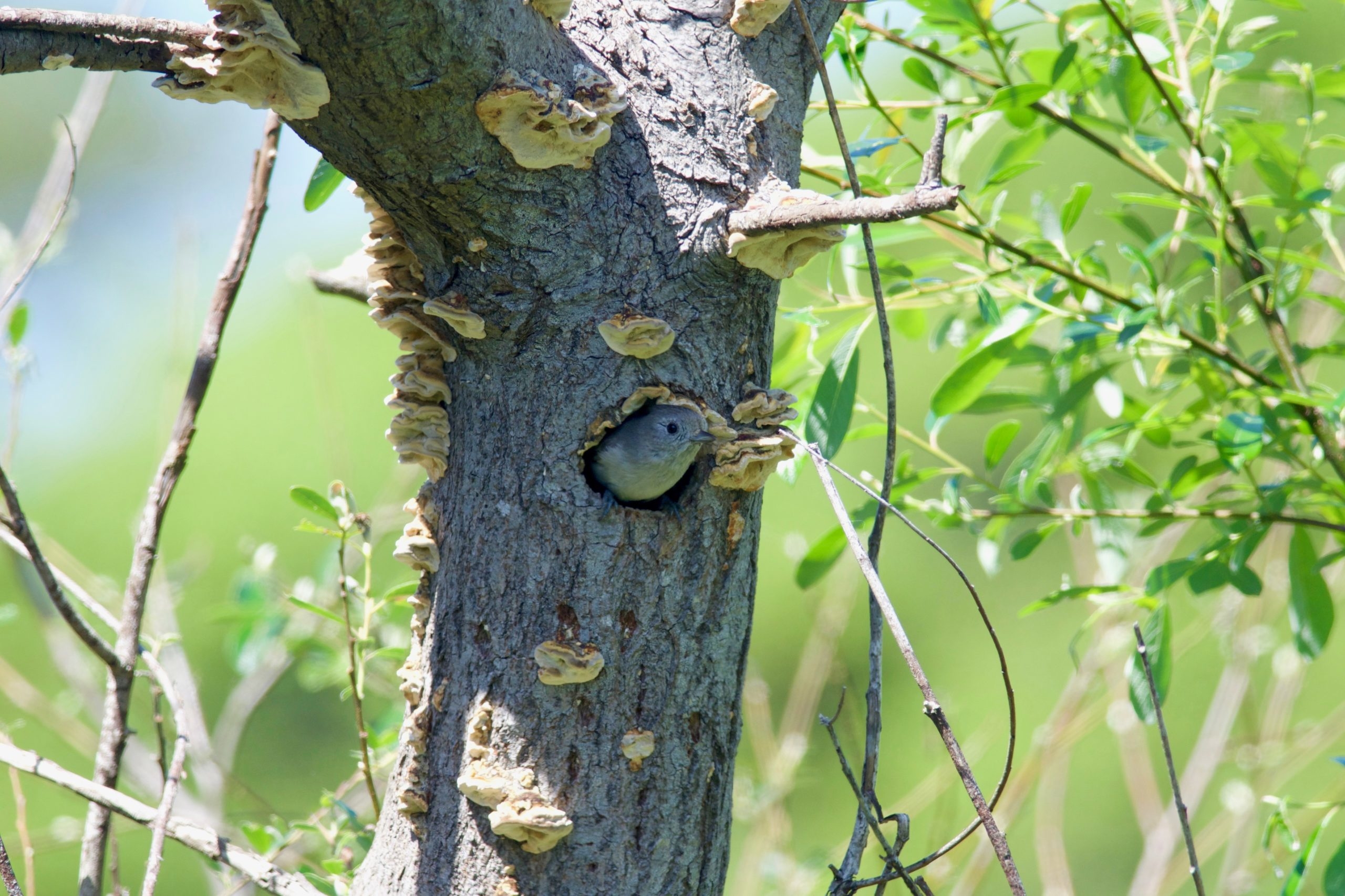 A bird popping its head out of a hole in a tree.