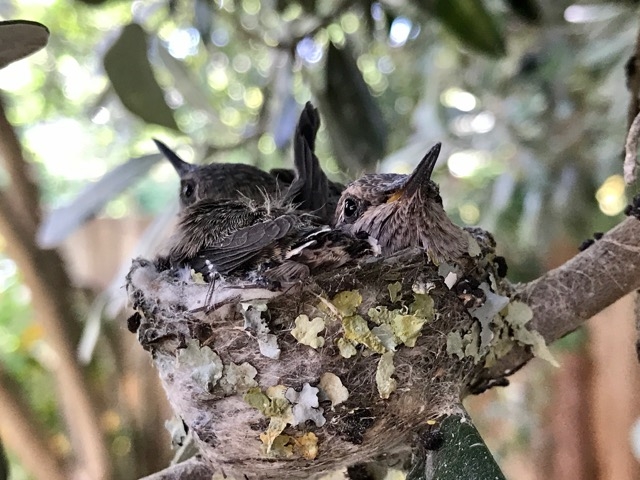 Two juvenile hummingbirds in a nest.