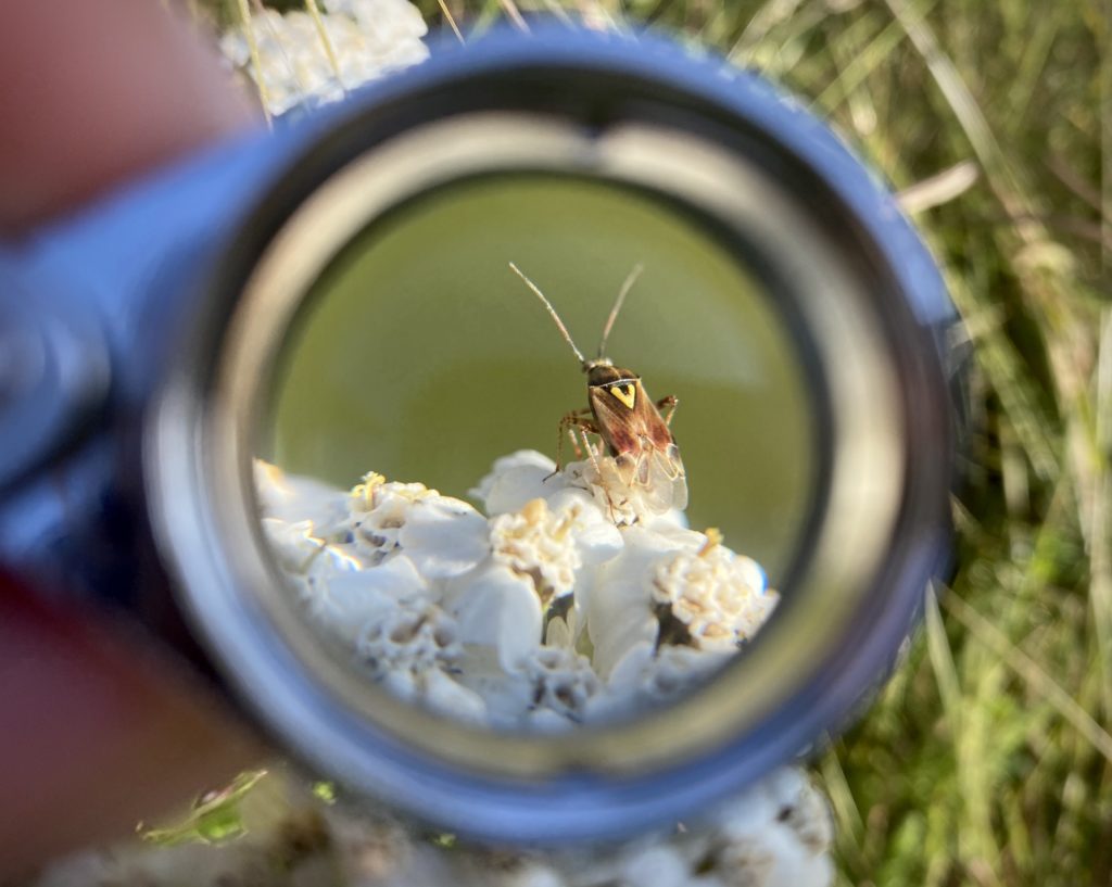 A lygus bug on yarrow seen through a small hand lens magnifyer that frames the image.
