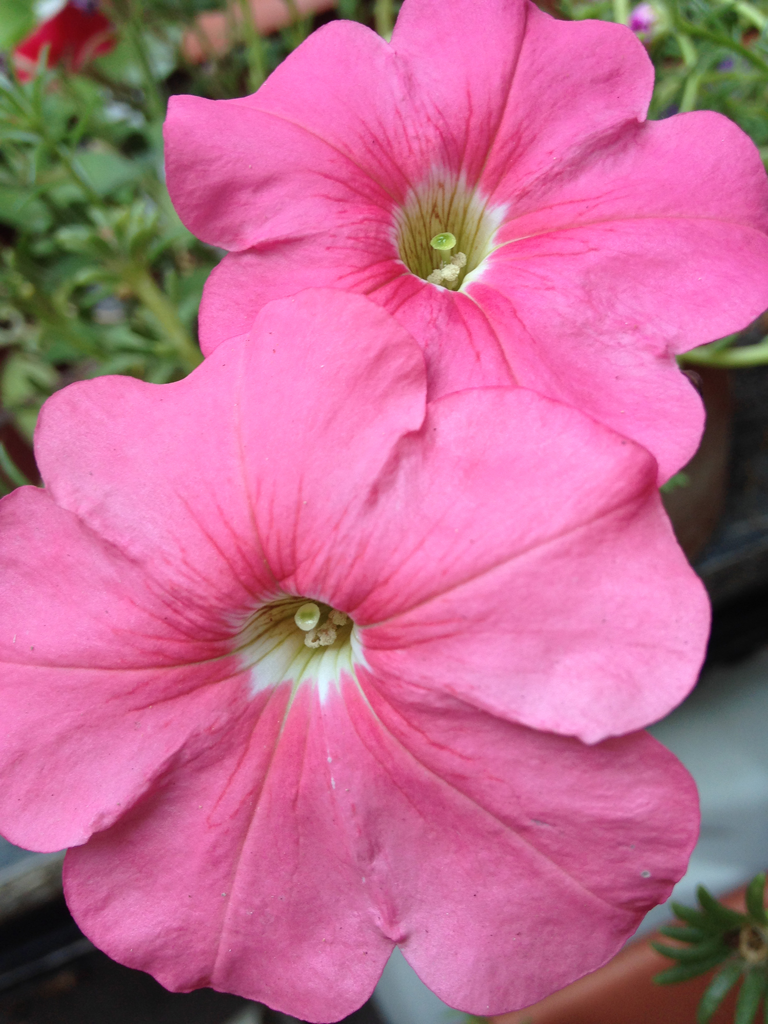 Two pink flowers.