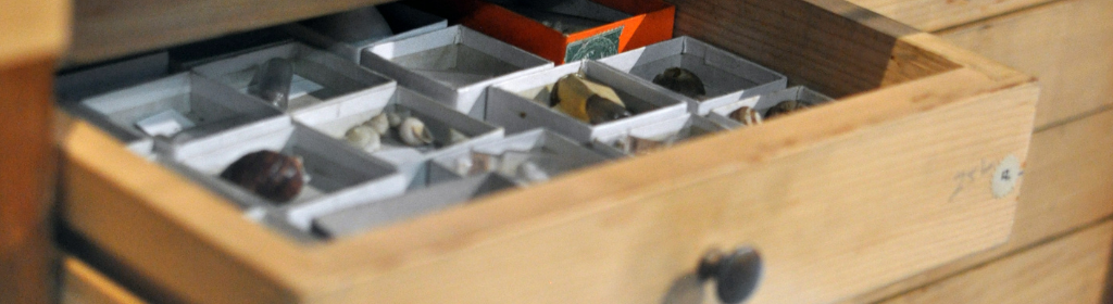 Drawer with historic shell collection