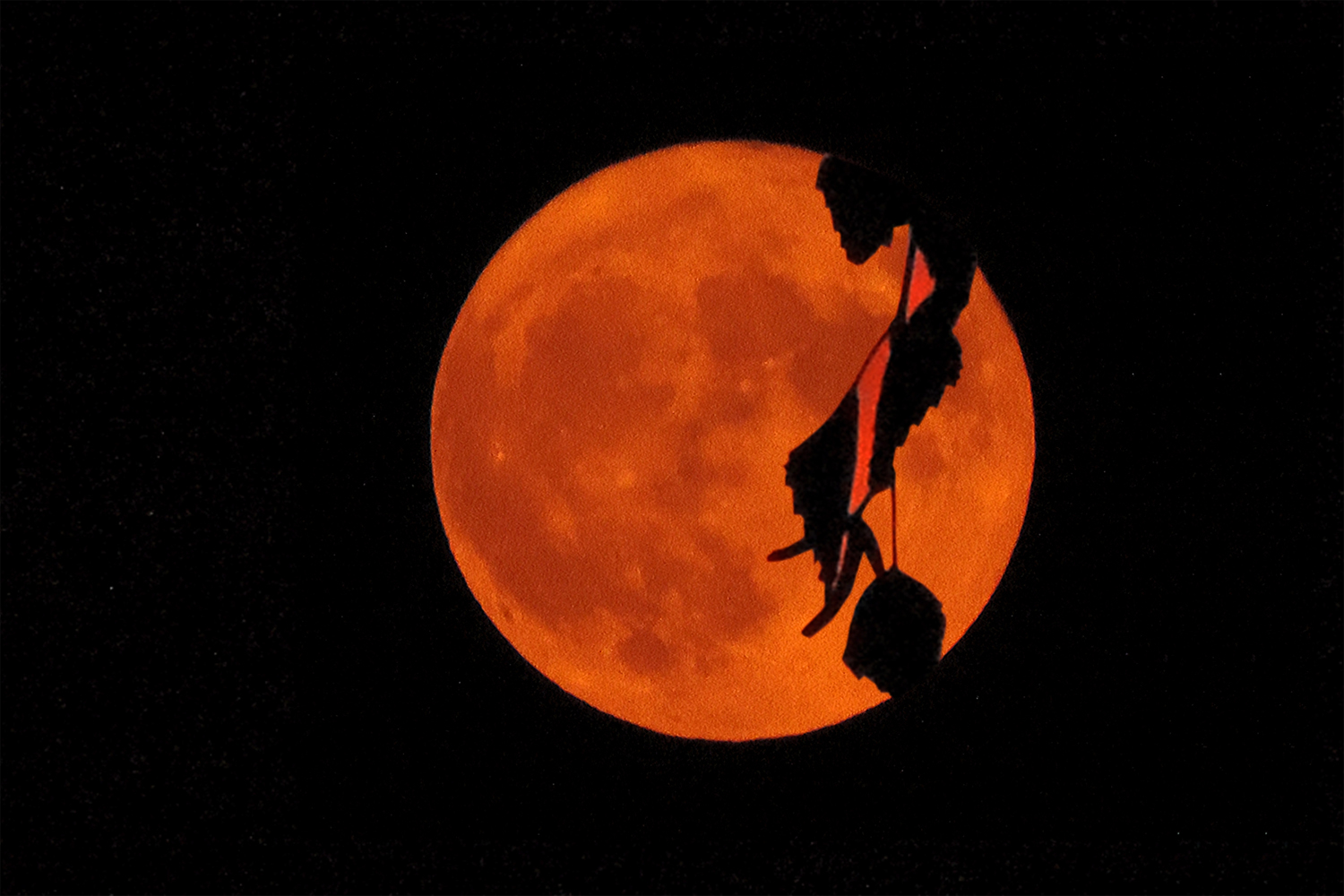 A red moon on a black sky is slightly obscured by the silhouette of dangling leaves.
