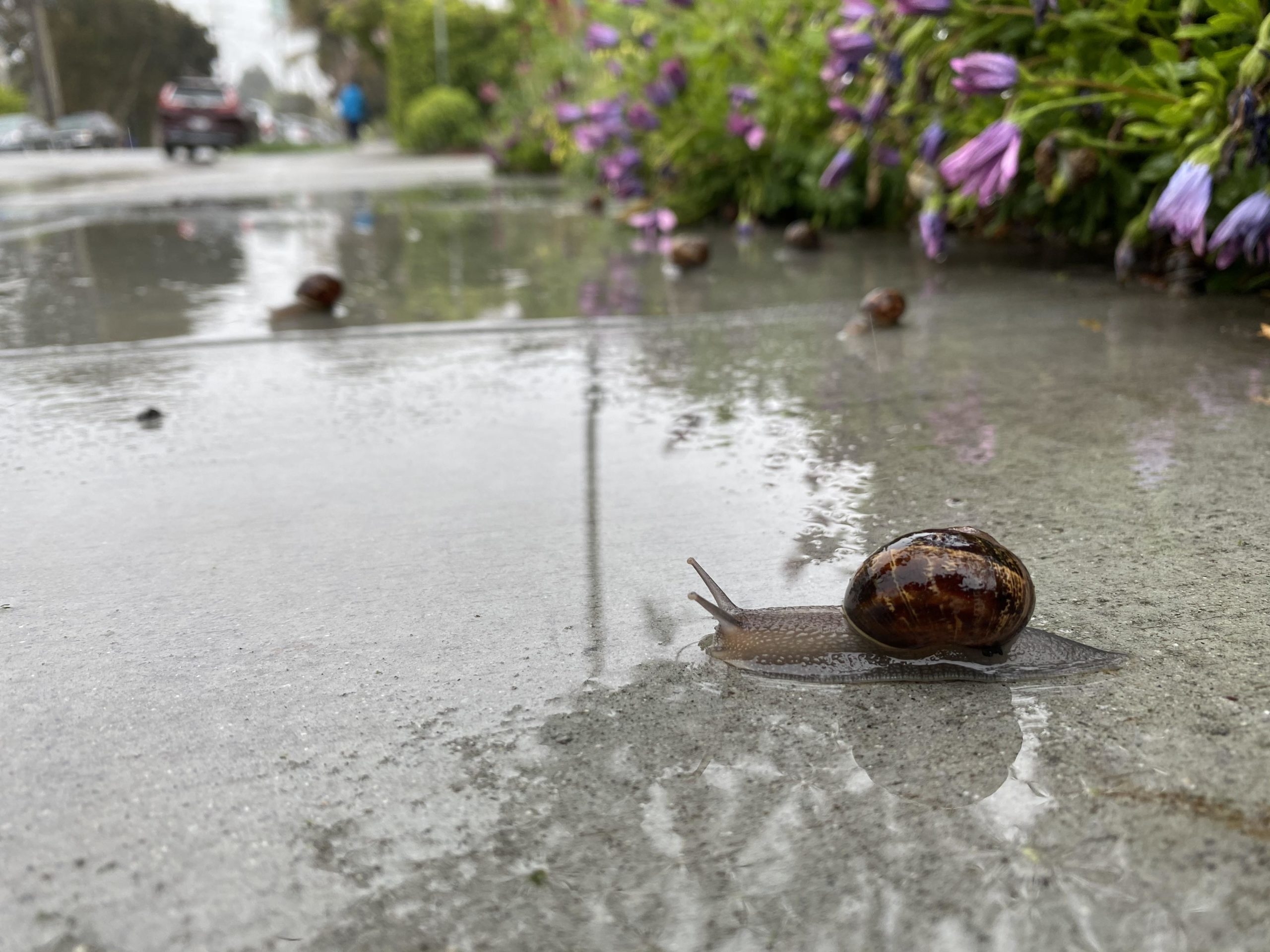 A snail travels across wet cement.