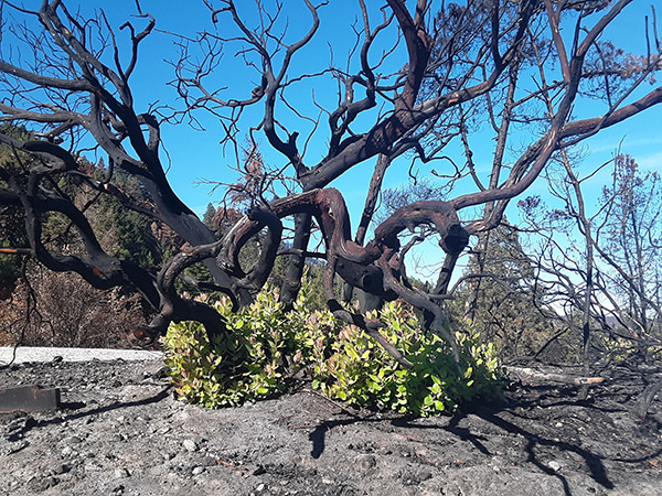 Blackened and twisted manzanita branches show green leaf growth at their base.