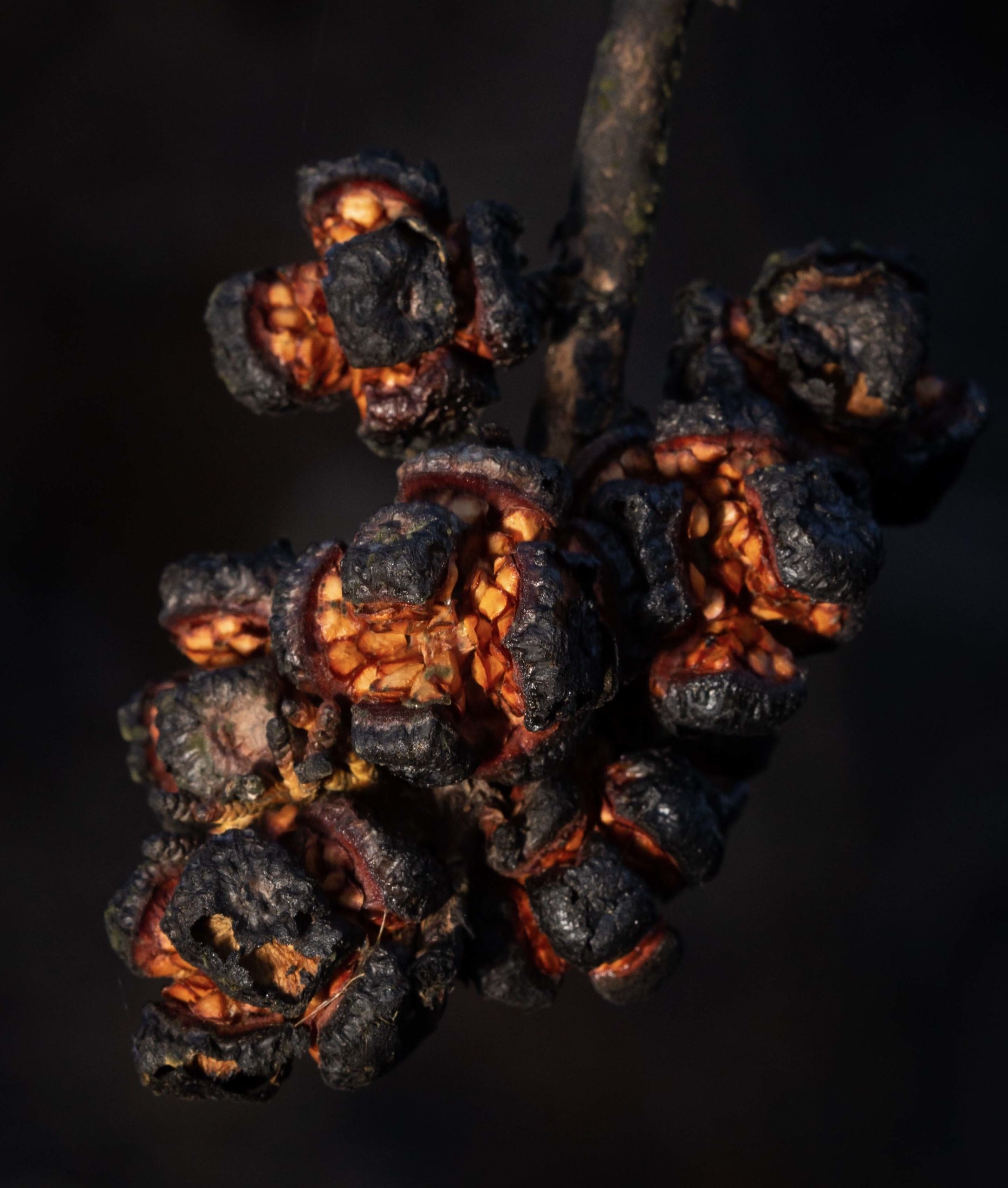 A bundle of blackened cypress cones on the end of the twig have all opened to reveal orange seeds inside.