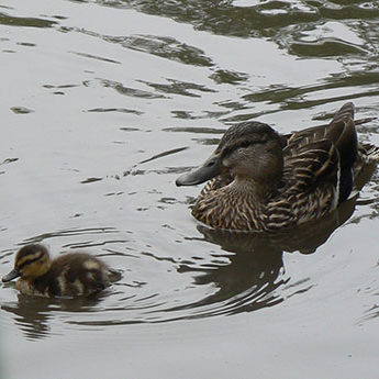 A duck and duckling in a lagoon