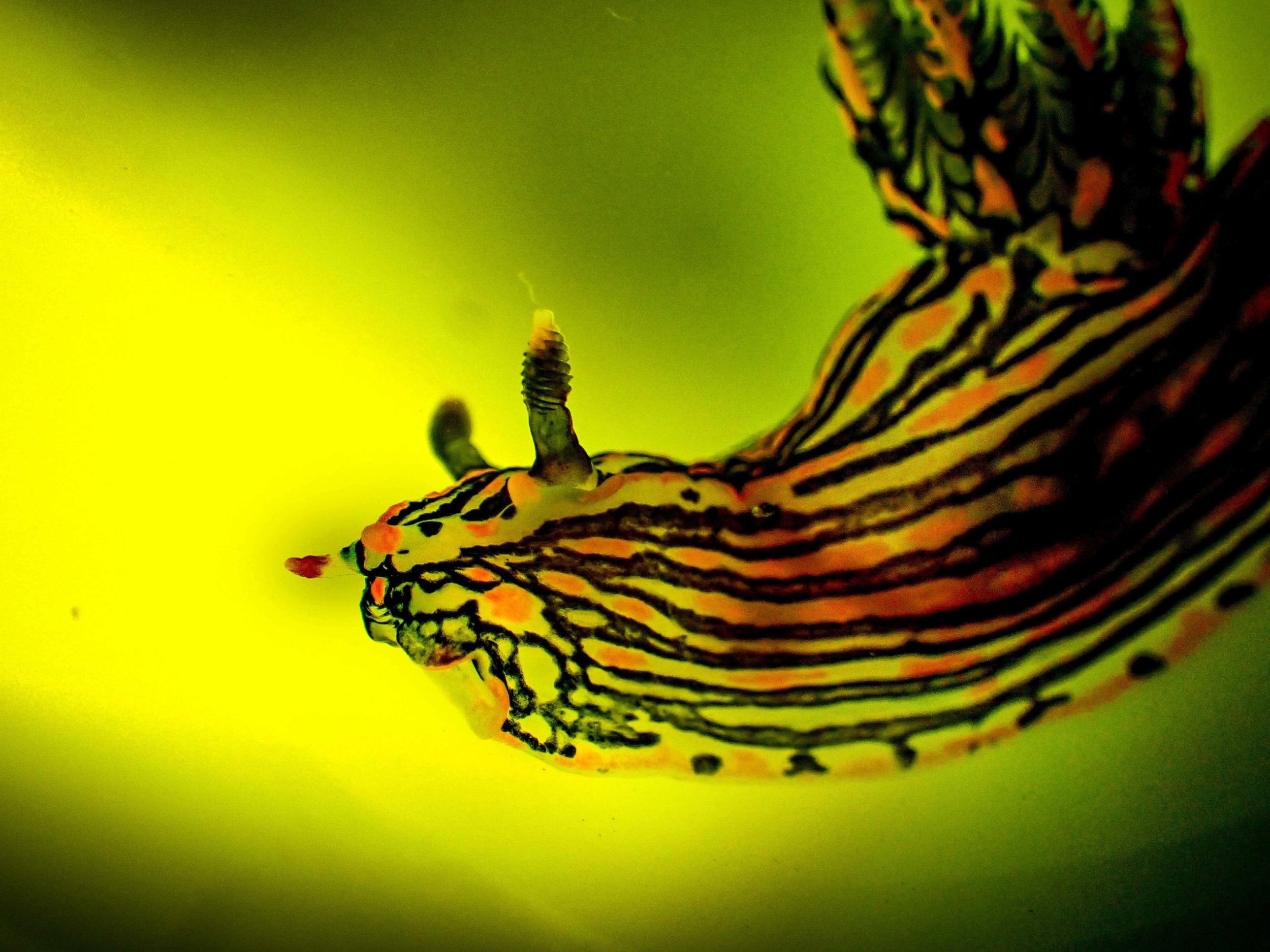 A close-up shot of a striped black, orange, and green sea slug on a green background.