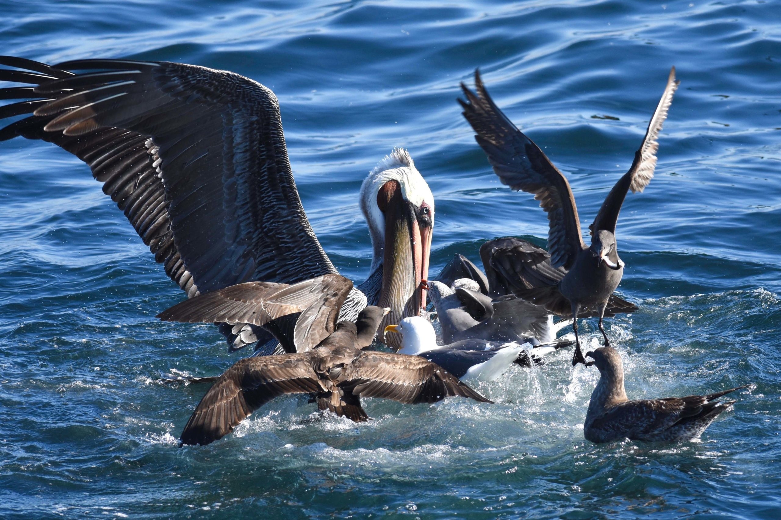 Several species of shorebirds splash about in the ocean, while one flies away with a fish in its beak.