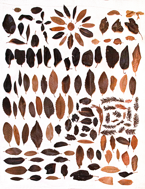 Dozens of burned leaves or organized on a plain white background.