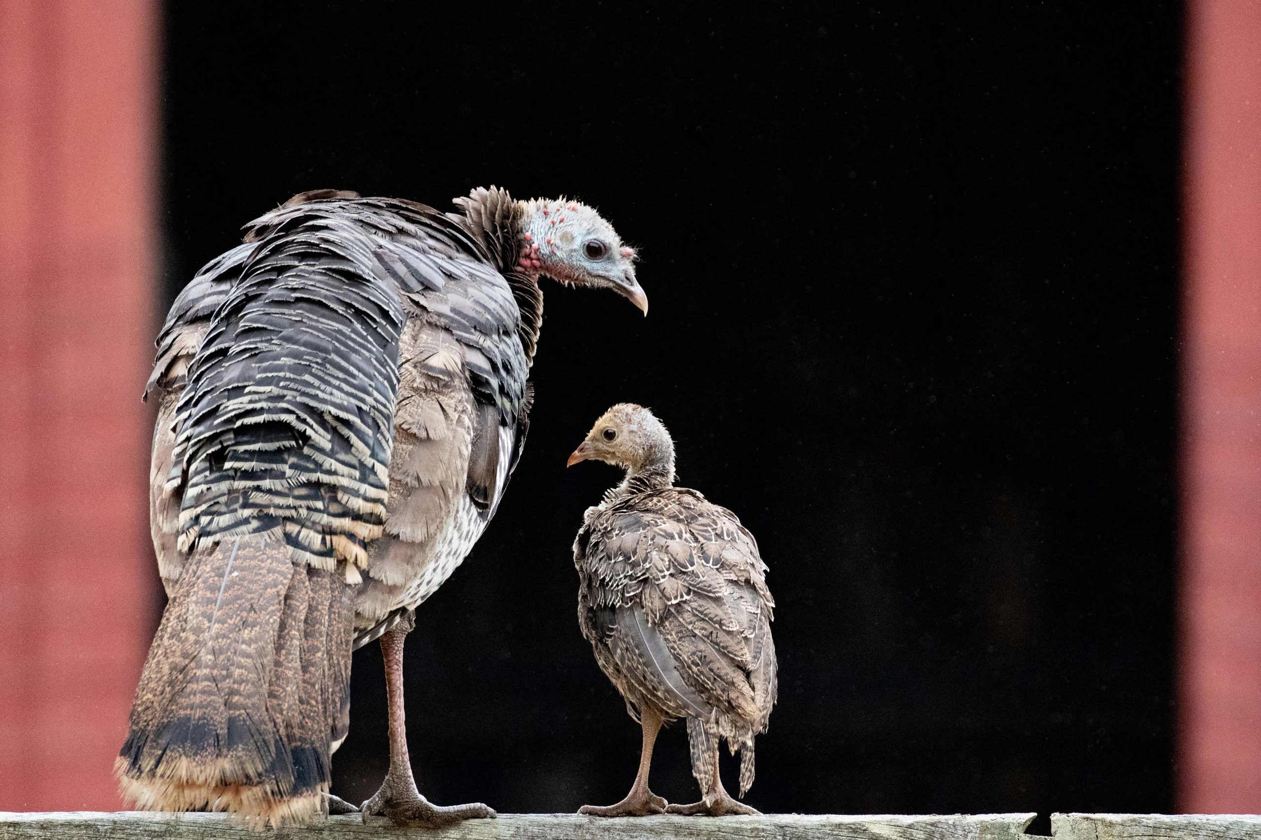 One adult and one juvenile turkey face each other on a fence post.
