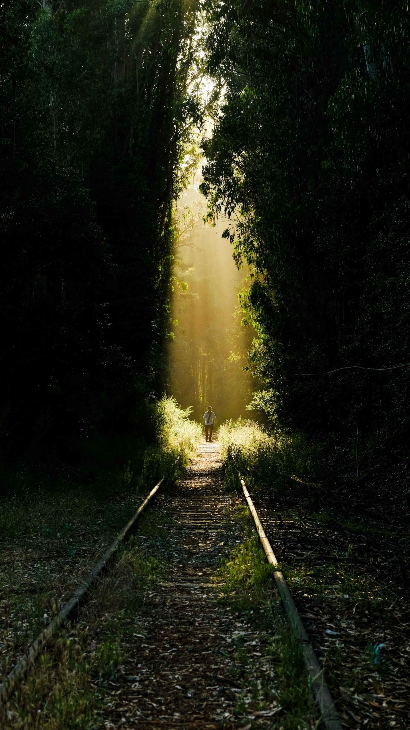 A beam of light shines straight down from the sky onto train tracks surrounded by dark forest.